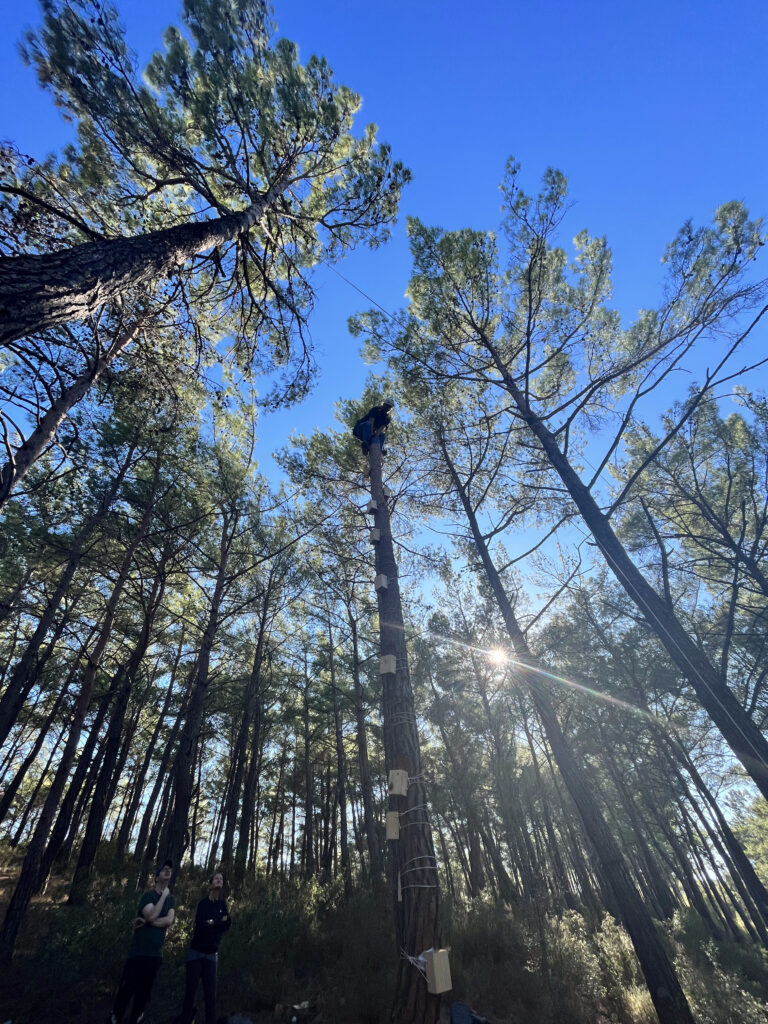 Persona culminant un repte físic enmig del bosc, amb companys observant des de terra